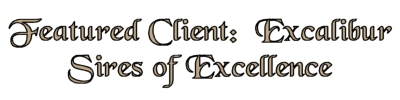 Featured Client - Excalibur Sires of Excellence